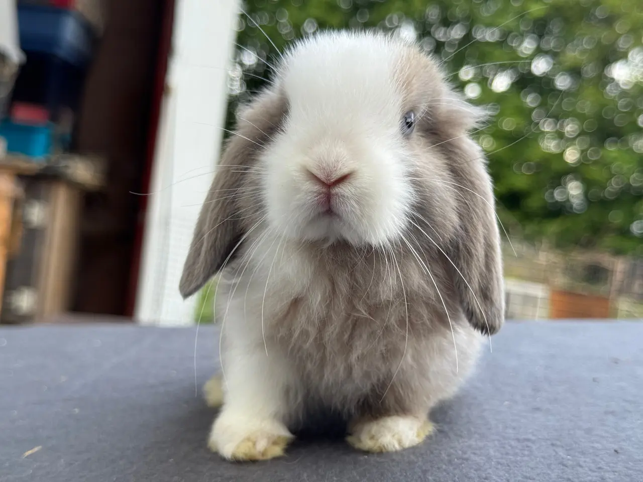 Billede 8 - Mini lops hanner