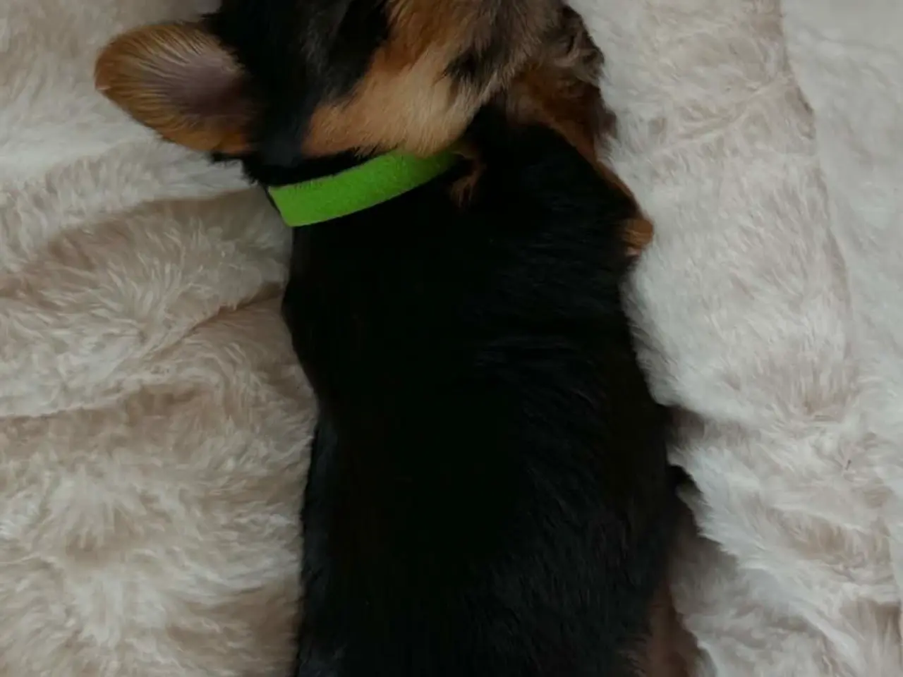 Billede 6 - De sødeste Yorkie hvalpe