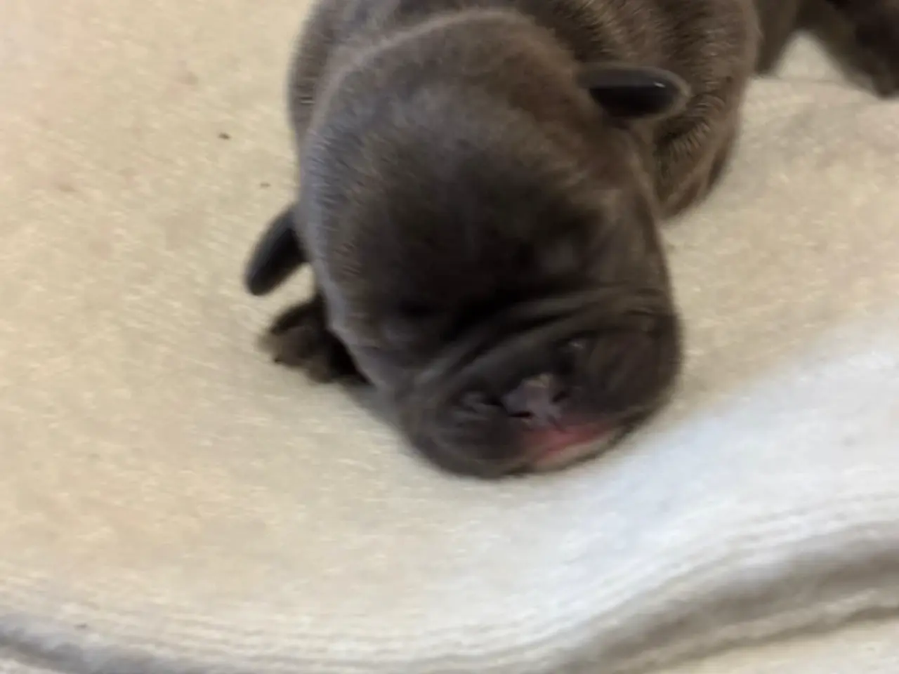 Billede 6 - Fransk bulldog hvalpe.