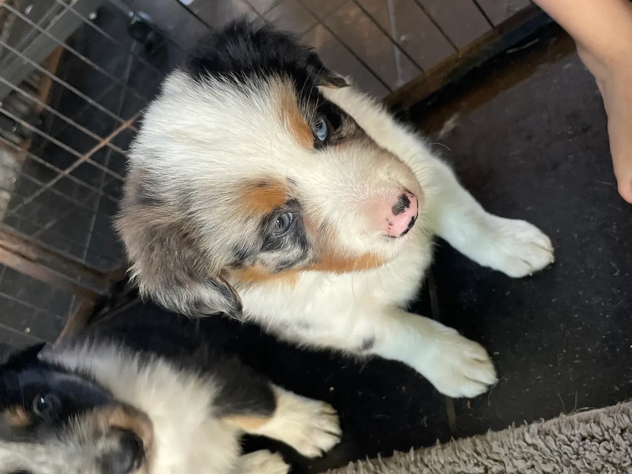 Billede 9 - Border Collie hvalpe