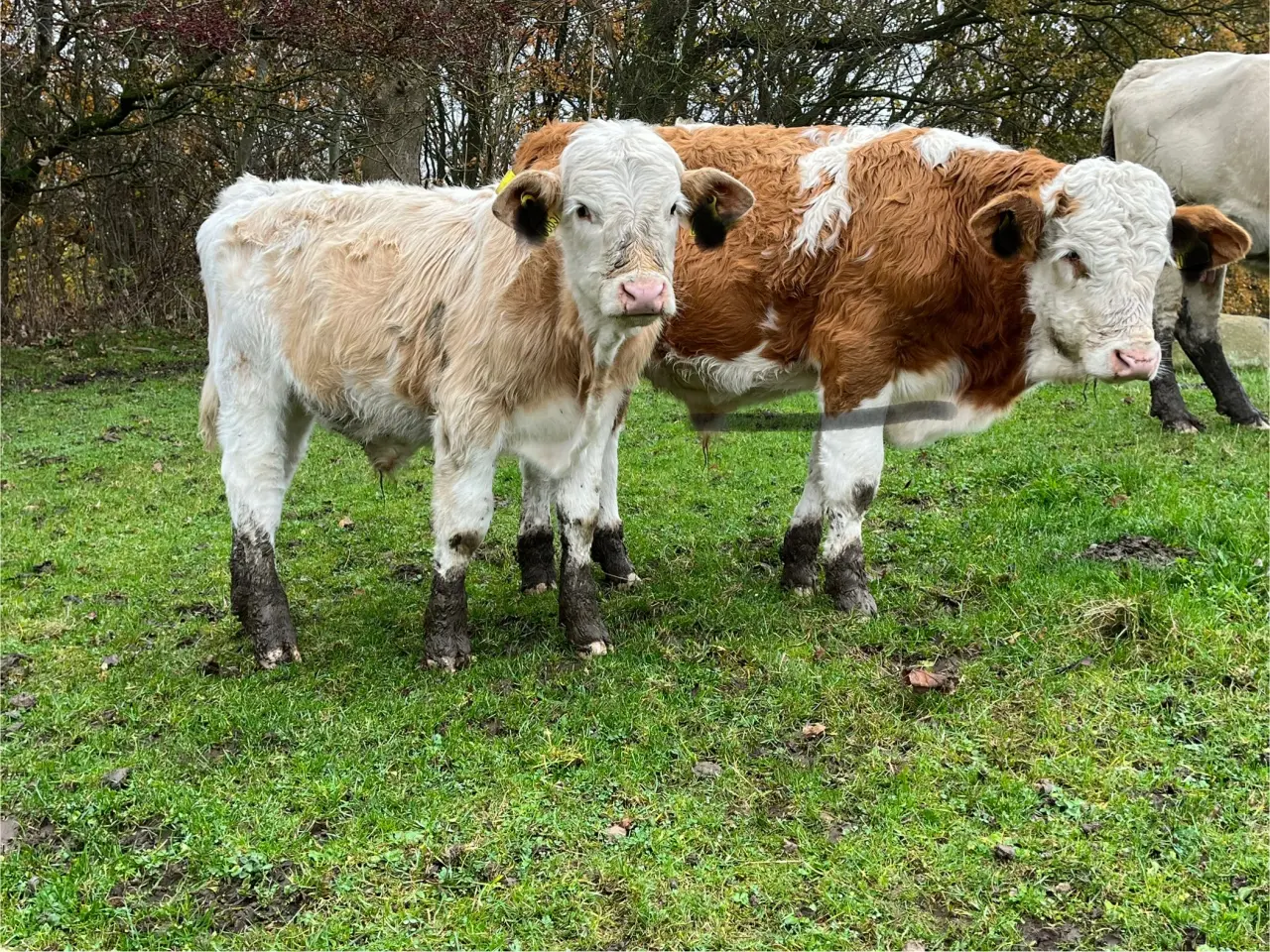 Billede 2 - Simmentaler tyrekalve søger nyt hjem SOLGT