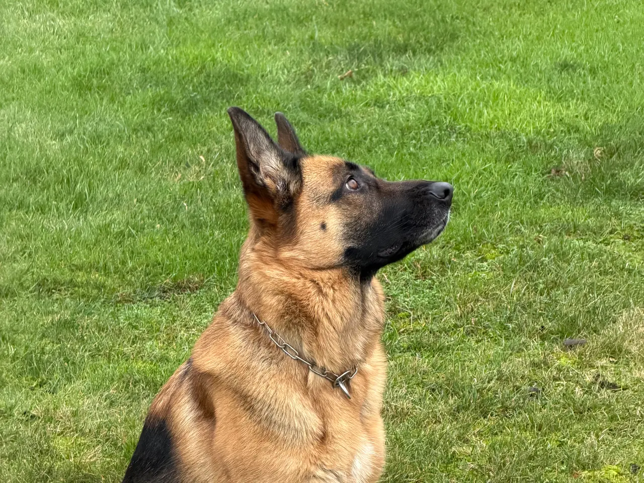 Billede 1 - Schæferhund skøn  tæve