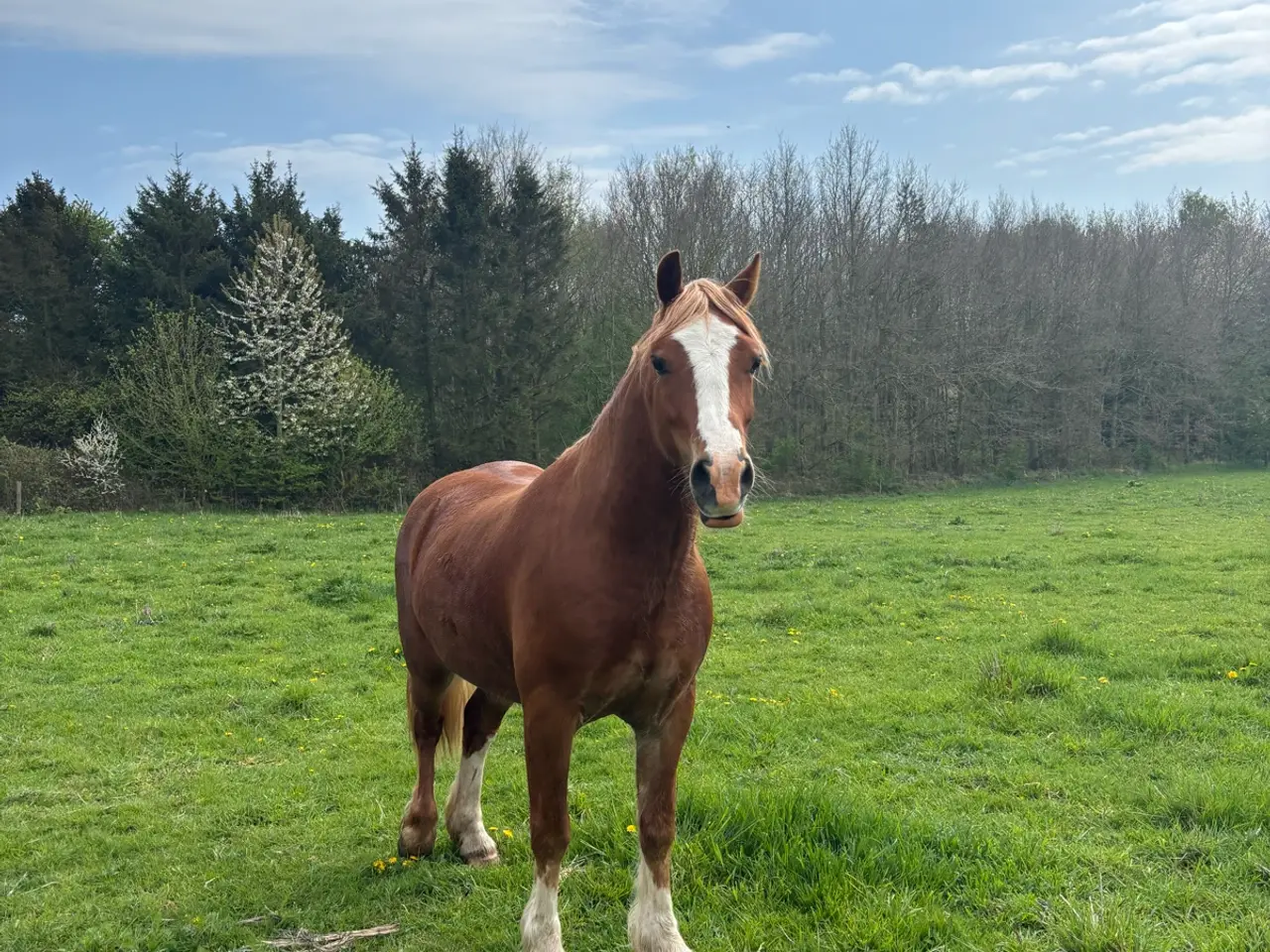 Billede 6 - Welsh cob vallak 