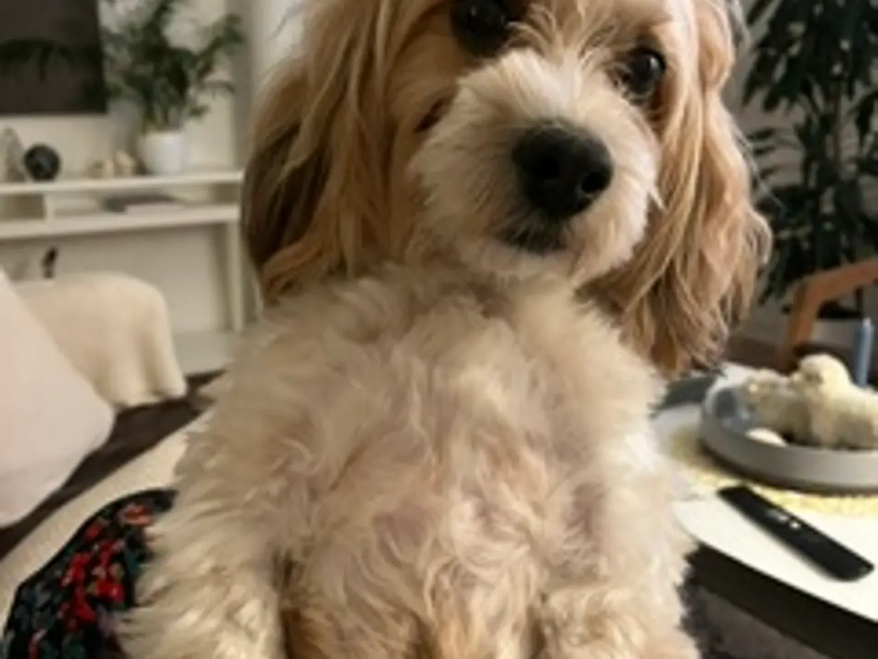 Billede 2 - Bichon Havanais hanhund med DKK-stamtavle