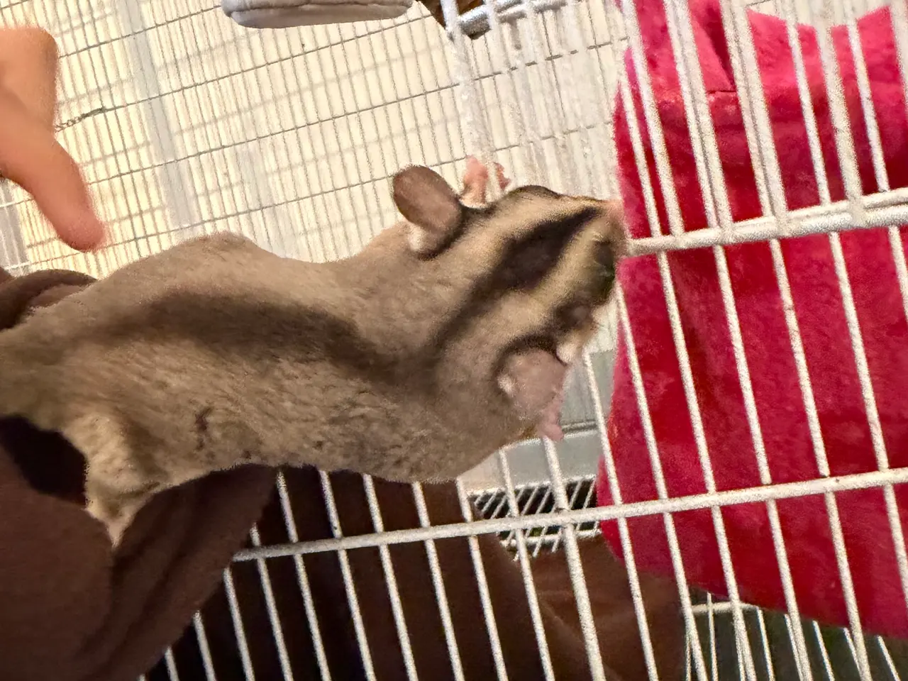 Billede 4 - Sugar Gliders med alt tilbehør