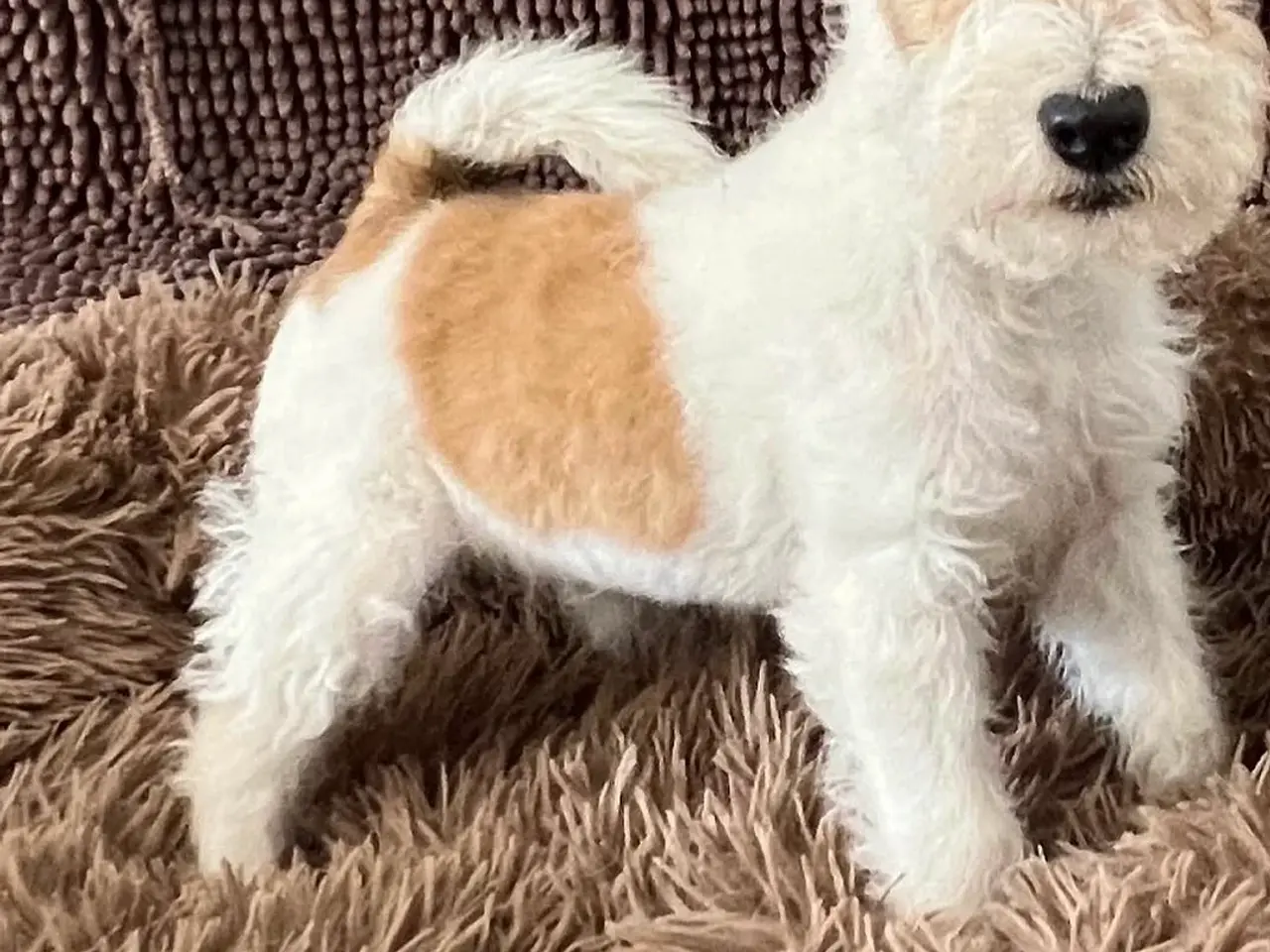 Billede 2 - Ruhåret Fox Terrier Hvalpe
