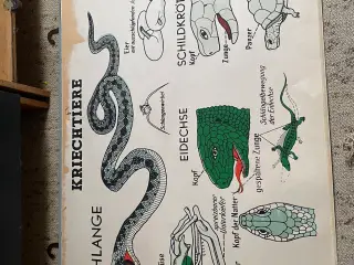 Anskuelsestavle Reptilier