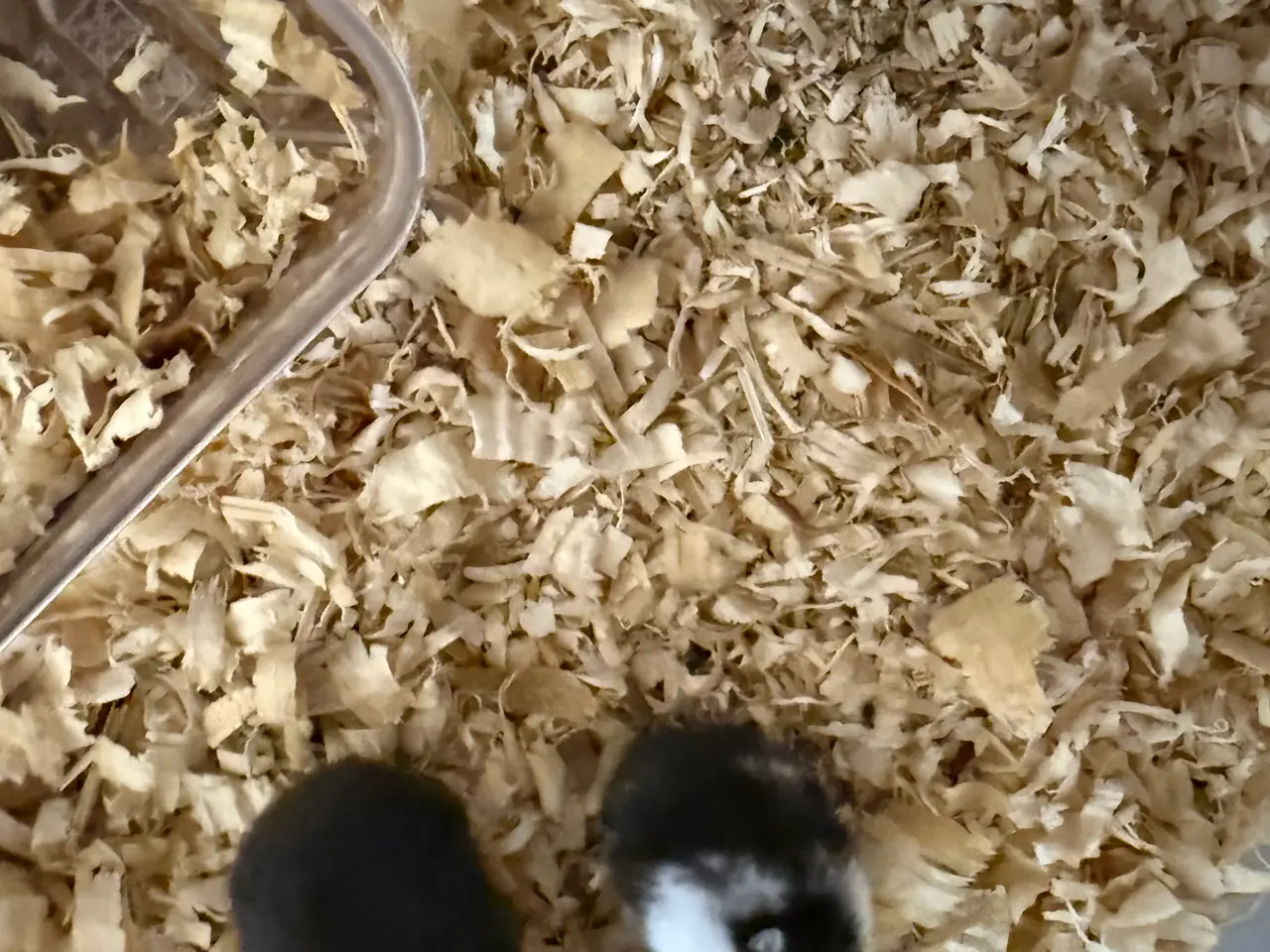 Billede 1 - 3 søde dværghamstere søger nyt hjem 🐹