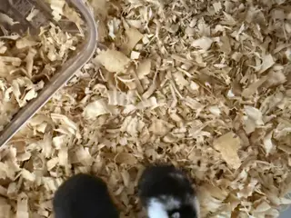3 søde dværghamstere søger nyt hjem 🐹