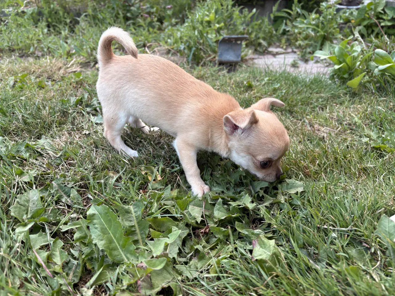 Billede 1 - Korthåret Chihuahua