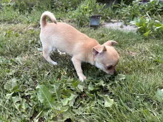 Korthåret Chihuahua