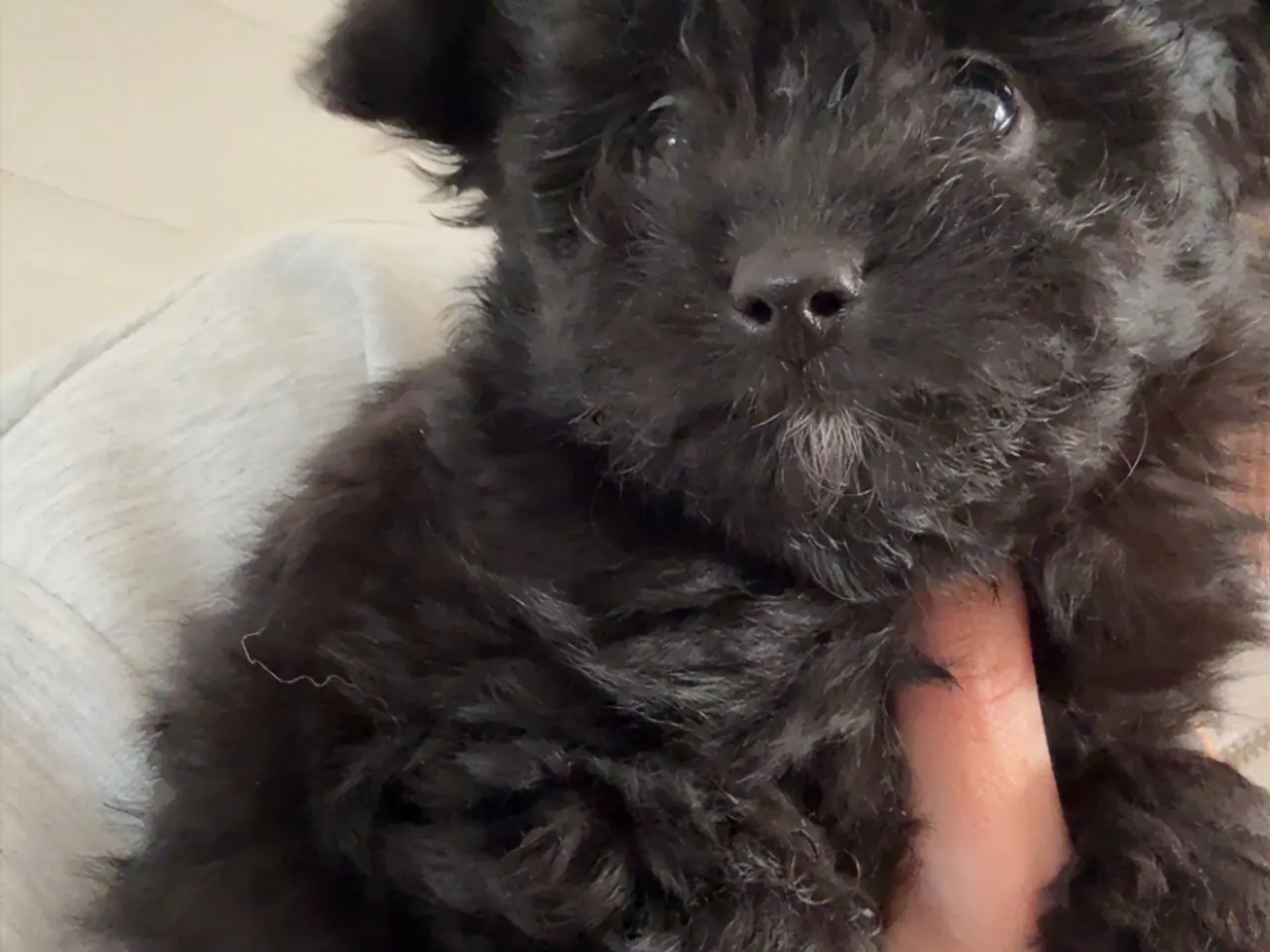 Billede 6 - Pomapoo pige 