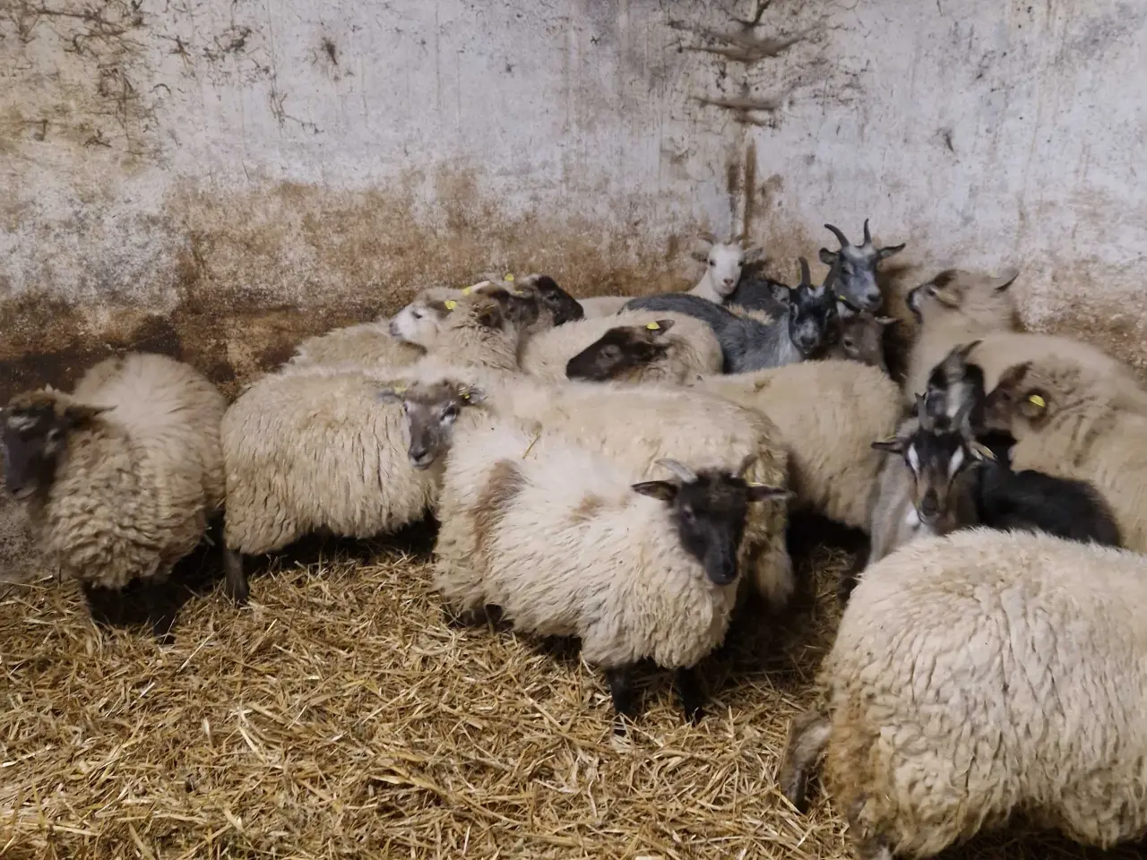 Billede 2 - Landrace gimmerlam 
