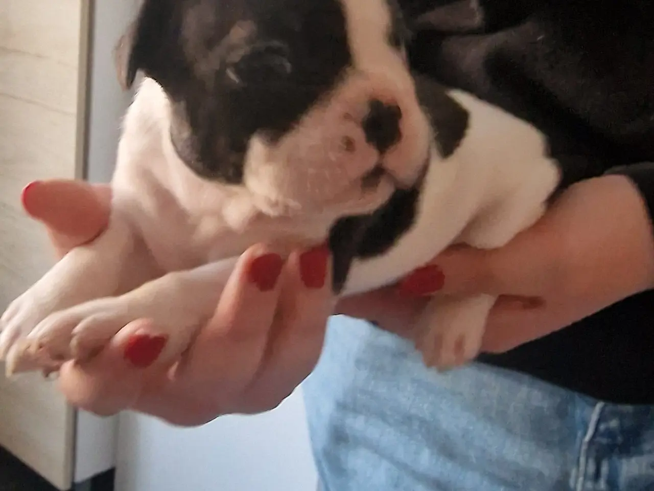 Billede 4 - Fransk bulldog hvalpe