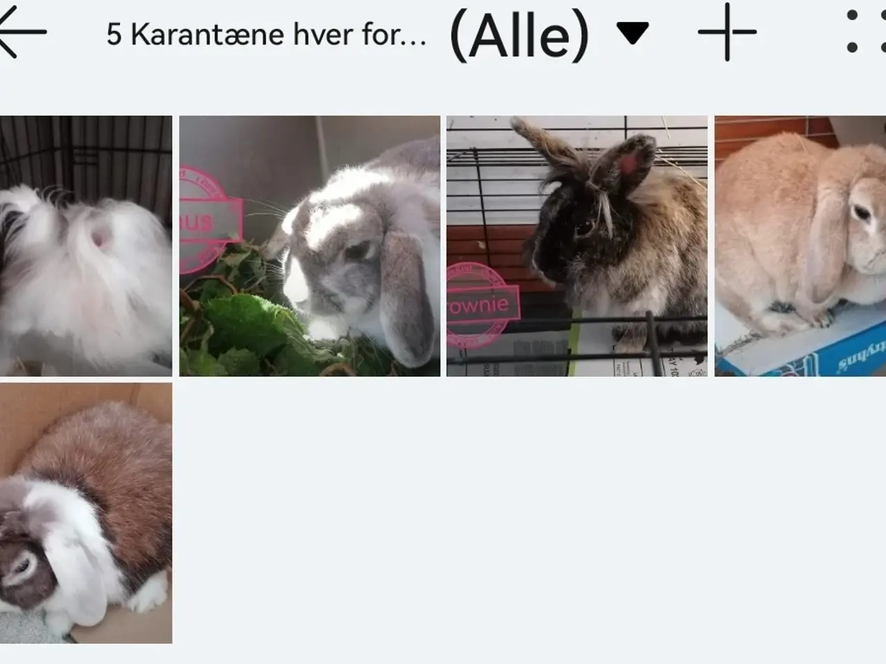 Billede 9 - Kanin Internat / Shelter / Rescue
