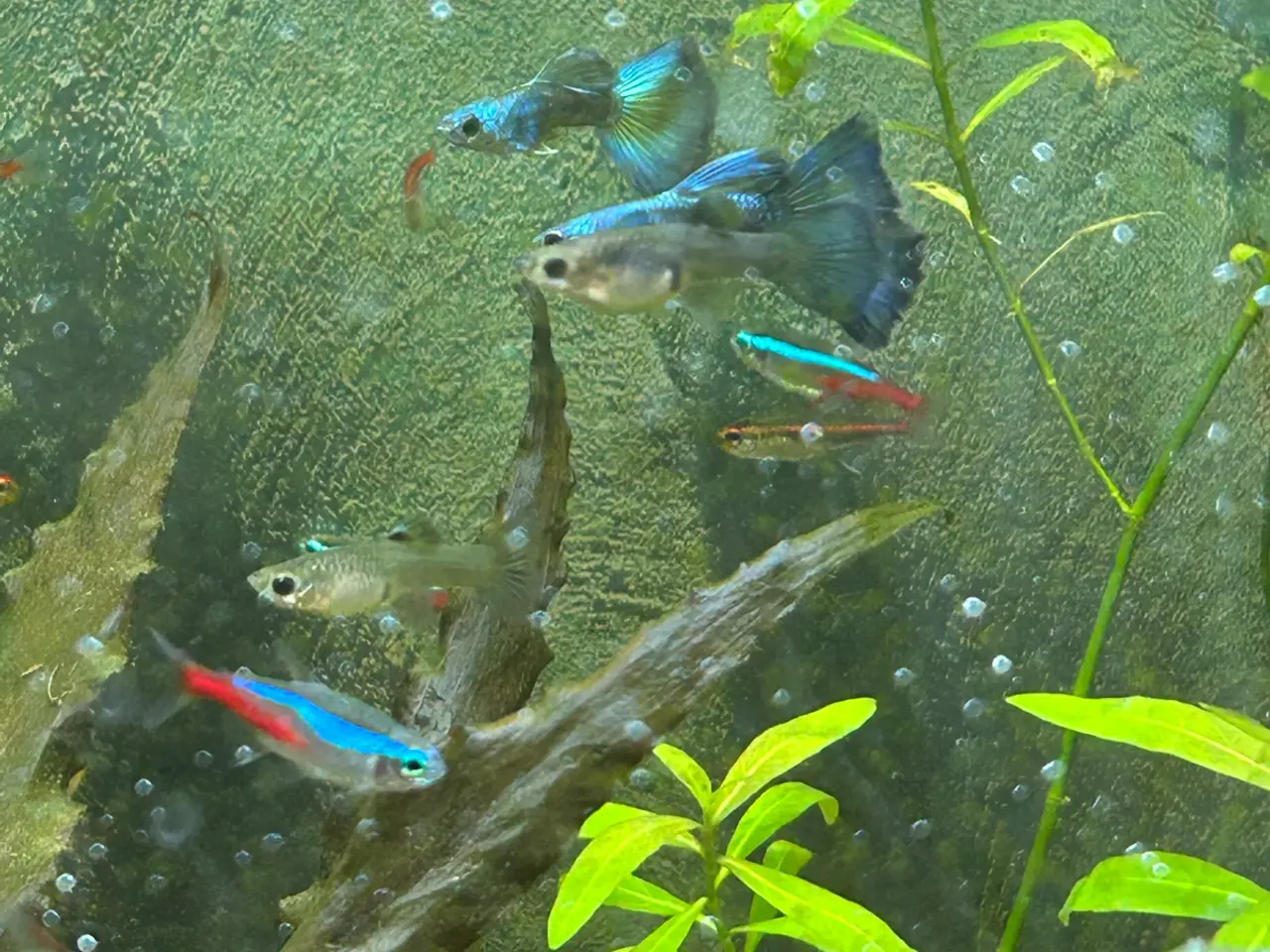 Billede 2 - 🐟🔵 Blue Moscow Guppy Par sælges - Viby J