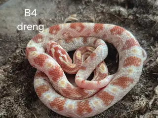 Kornsnog