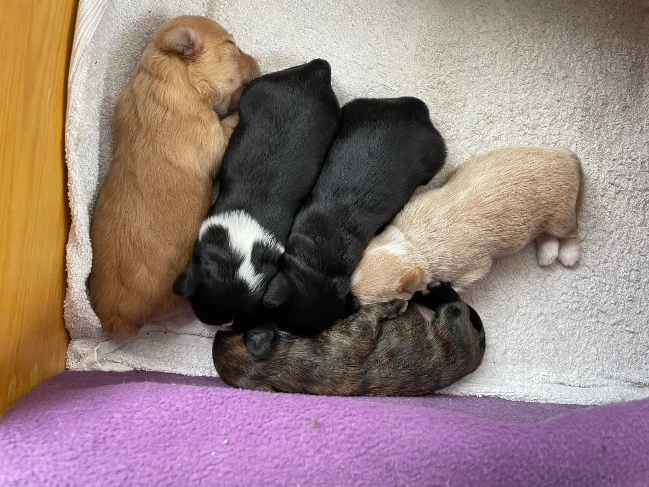 Billede 2 - 🐶SOLGT🐶Hava hvalpe