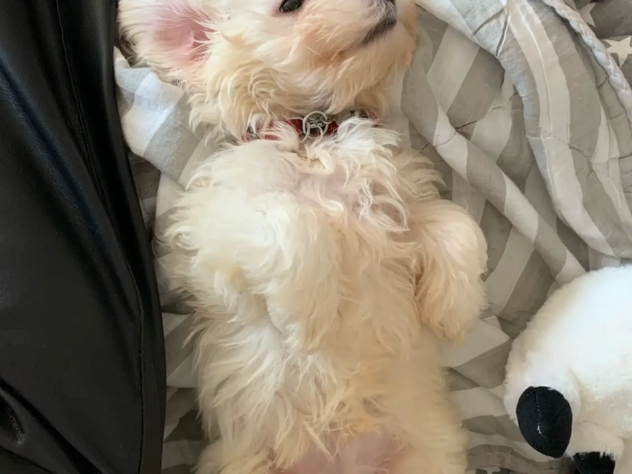 Billede 4 - Hund tilbydes til avl