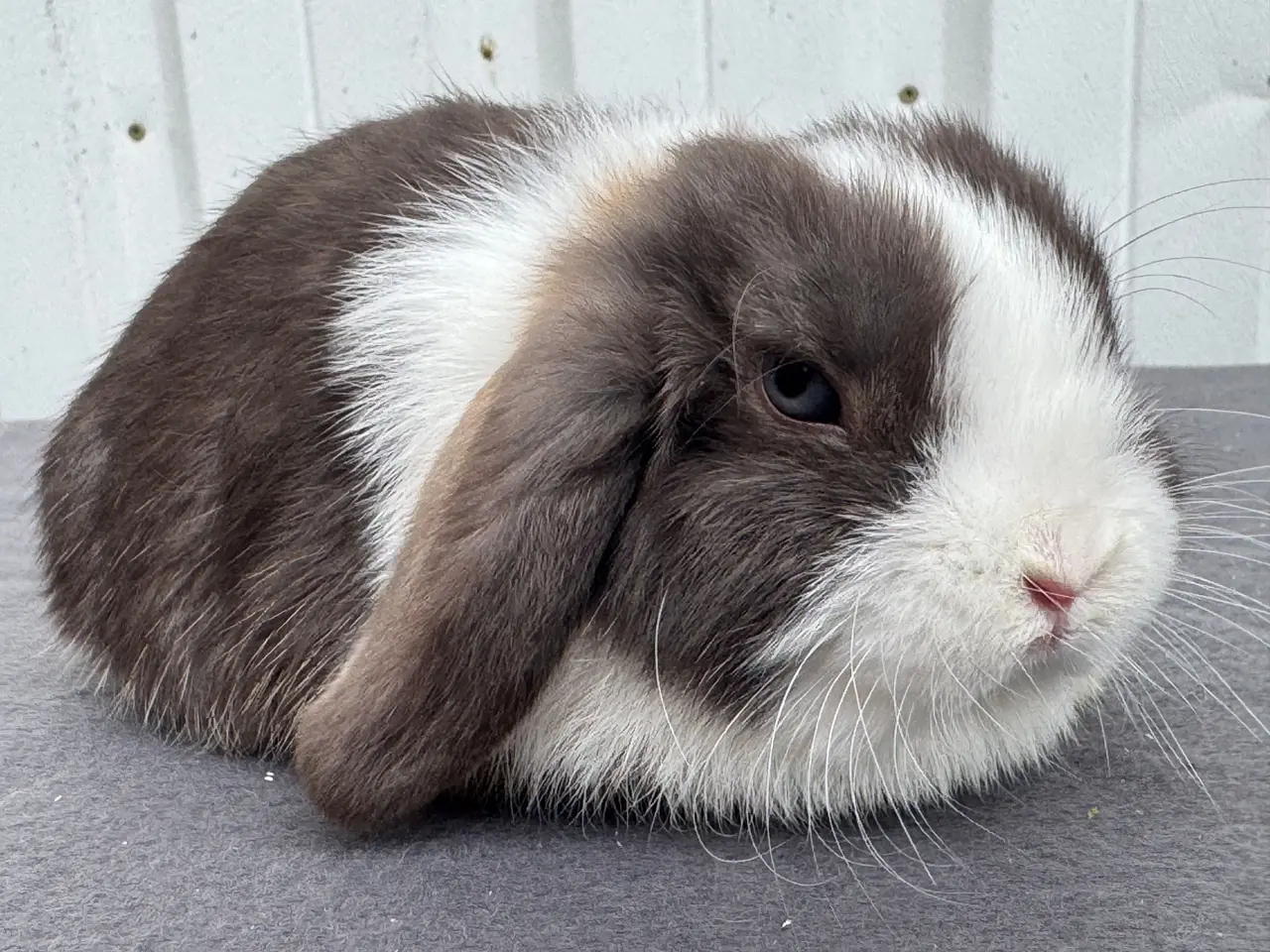 Billede 7 - Mini lop hankanin