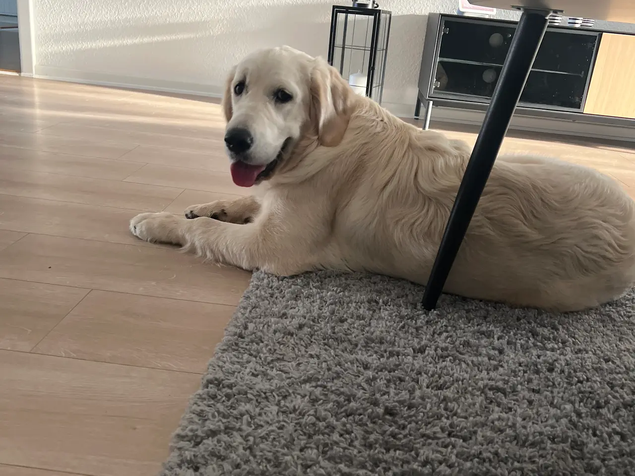 Billede 1 - Dejlig Golden retriever