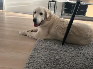 Dejlig Golden retriever
