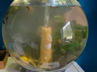 Akvarie med indhold, 55 cm i diameter