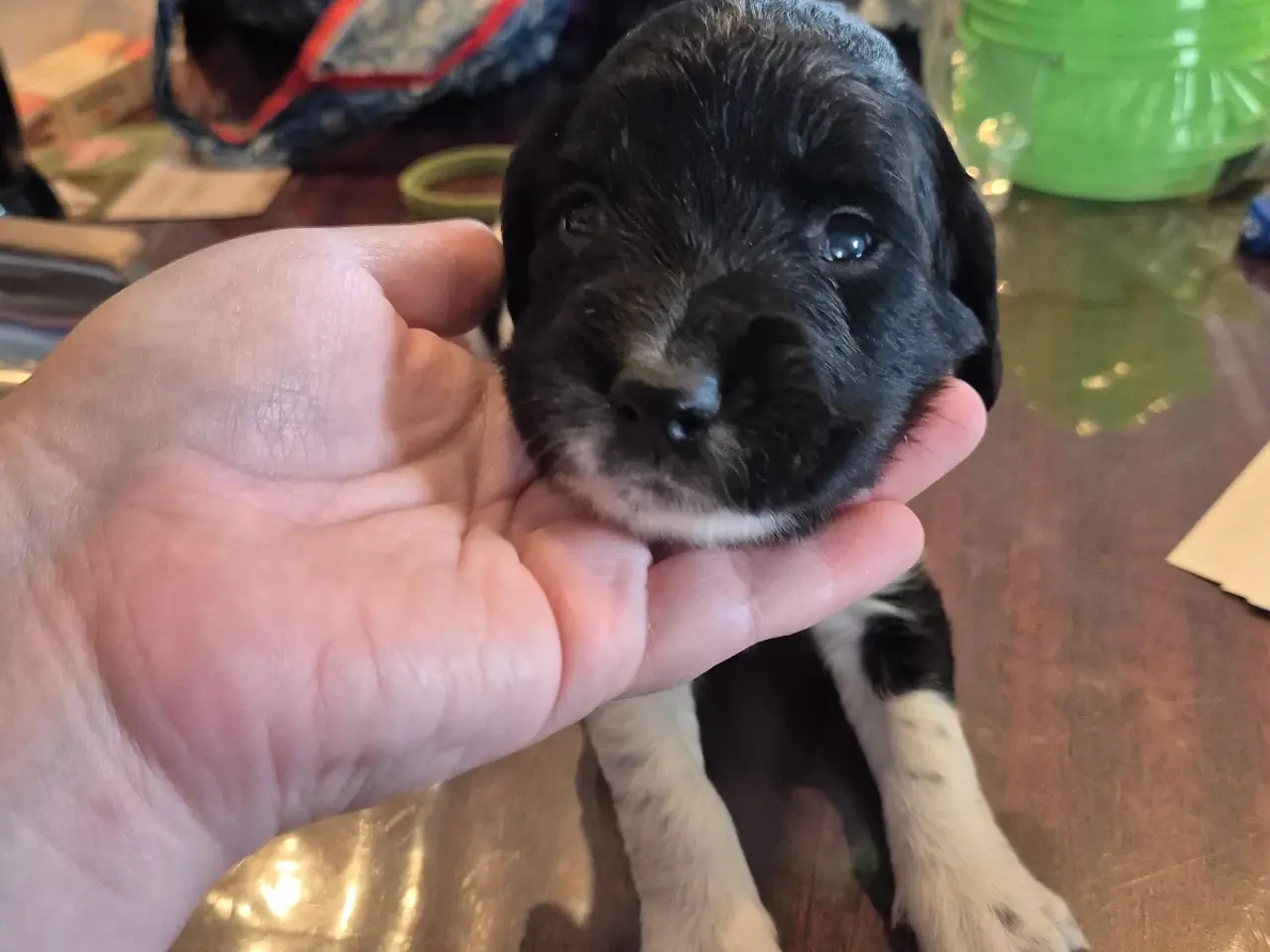Billede 9 - F.T Engelsk Springer Spaniel hvalpe