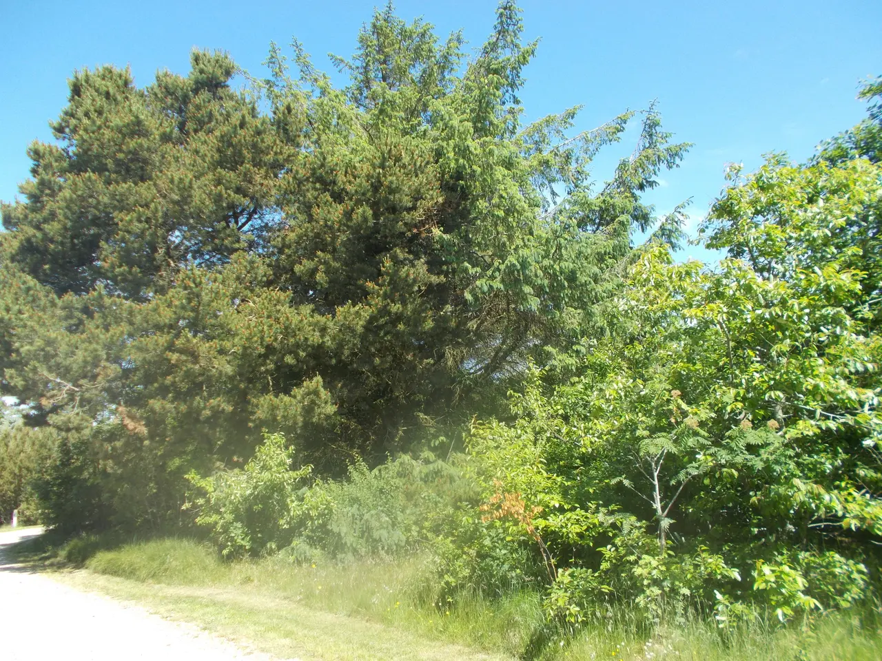 Billede 1 - Sommerhusgrund