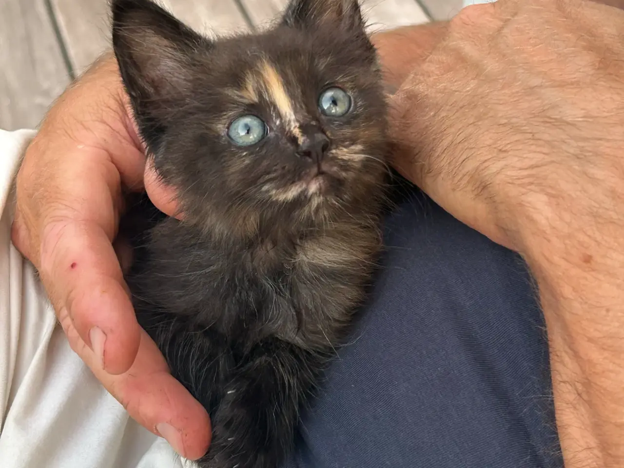Billede 4 - Ragdoll/Maine Coon killing