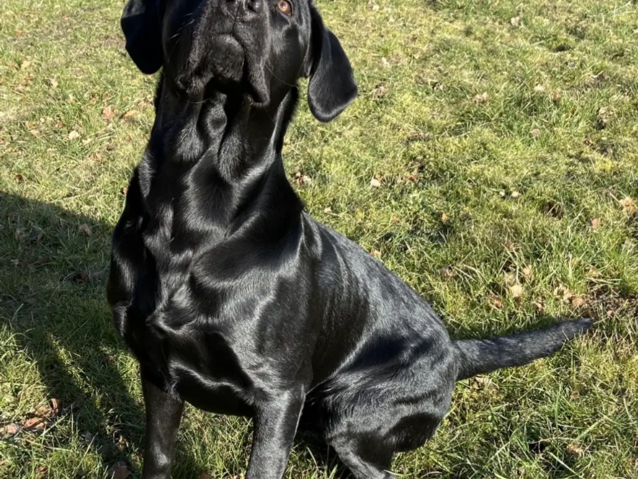 Billede 2 - Stor og muskuløs formel 1 labrador til avl/parring