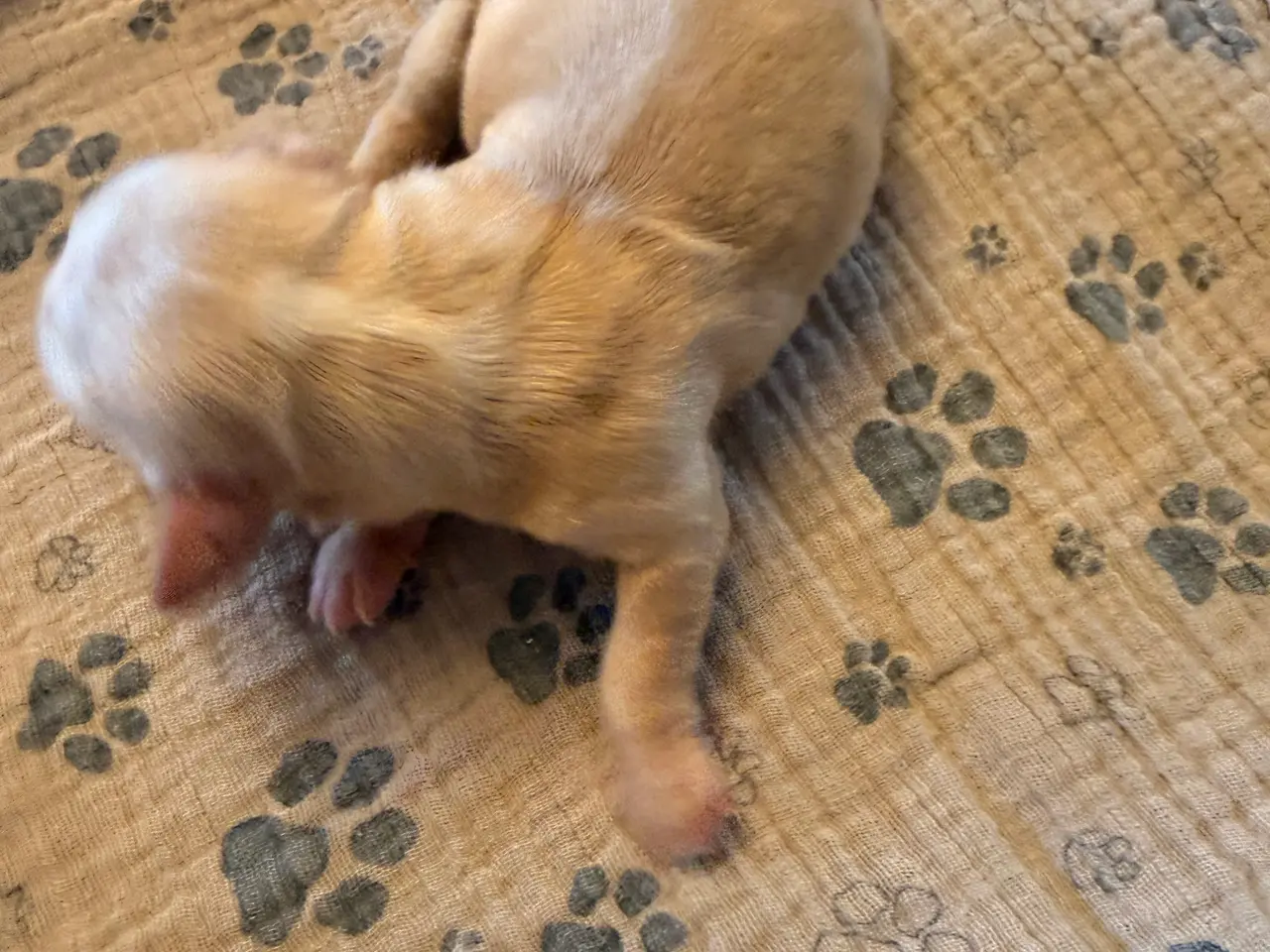 Billede 3 - Fantastiske Bichon Havanais.