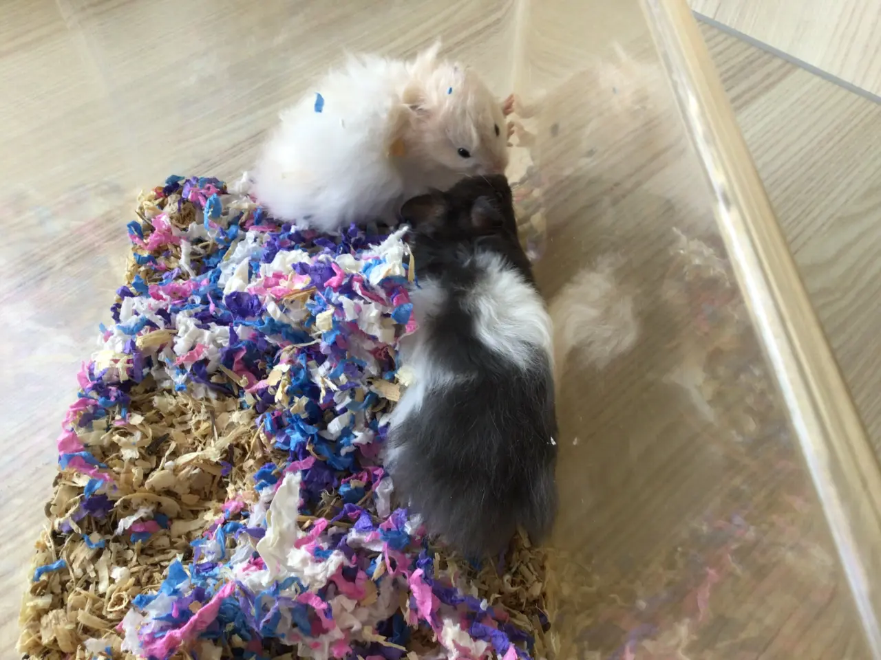 Billede 2 - Guldhamster