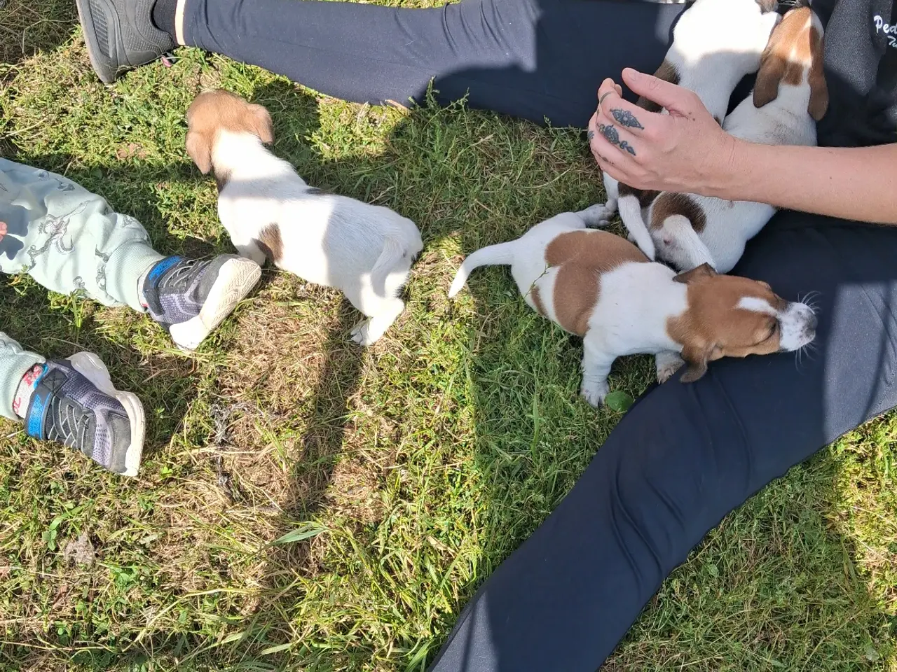 Billede 8 - Jack russel terriere