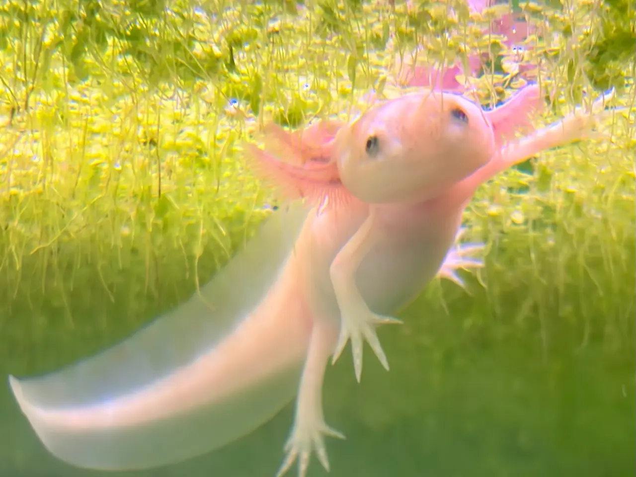 Billede 1 - Axolotl yngel