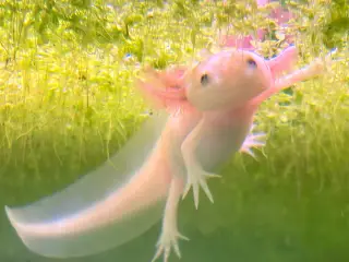Axolotl yngel