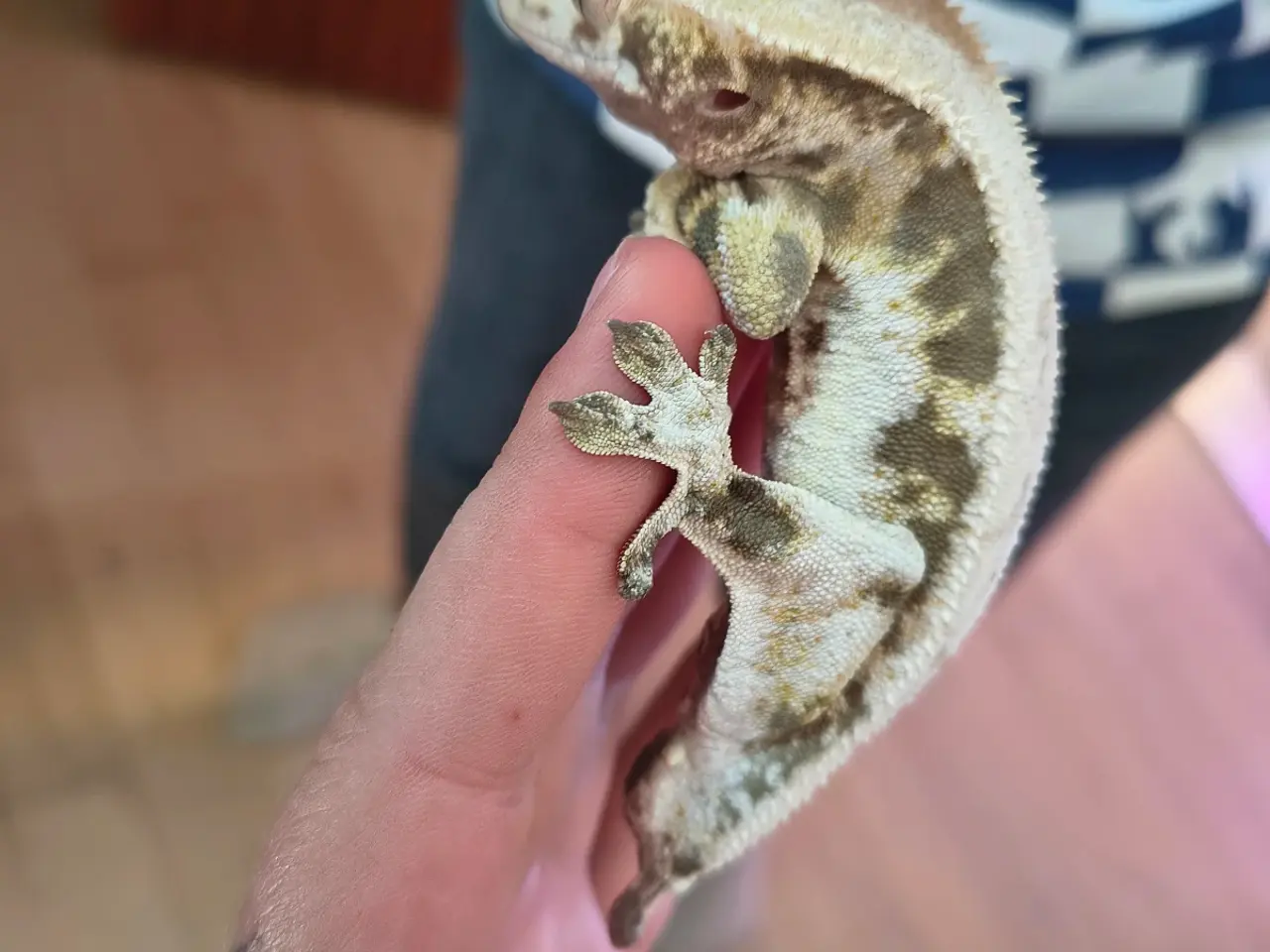 Billede 4 - Reserveret! LW kronegekko 1.0 og terrarie