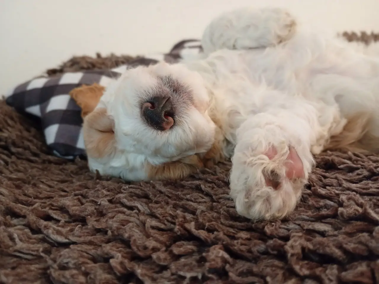 Billede 8 - Coackapoo hvalpe(50% cocker spaniel og 50% puddel)
