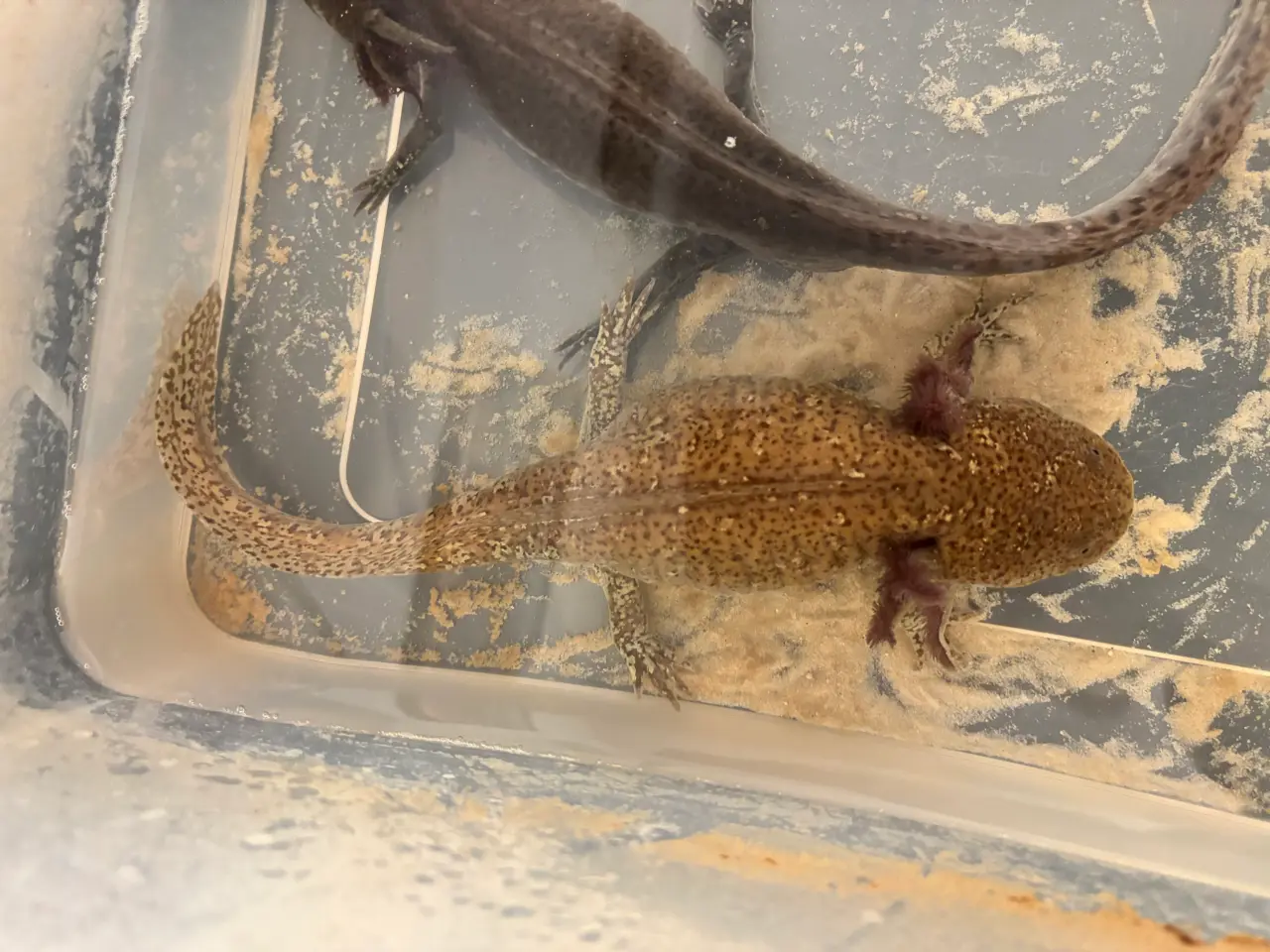 Billede 1 - Hun axolotl 