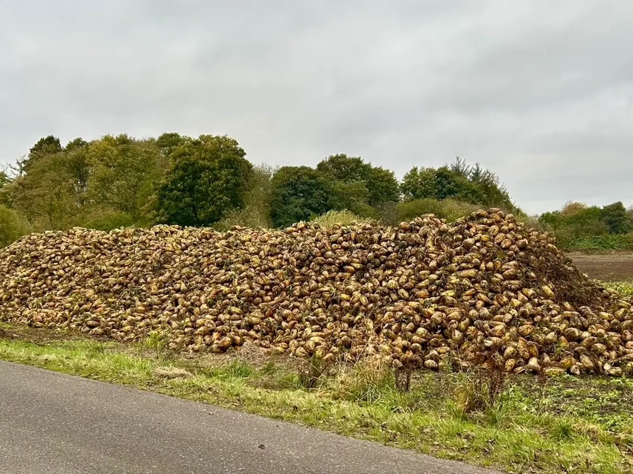 Billede 2 - Roer, foderroer. Ca 50 tons til salg