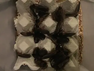 Dubia kakerlak