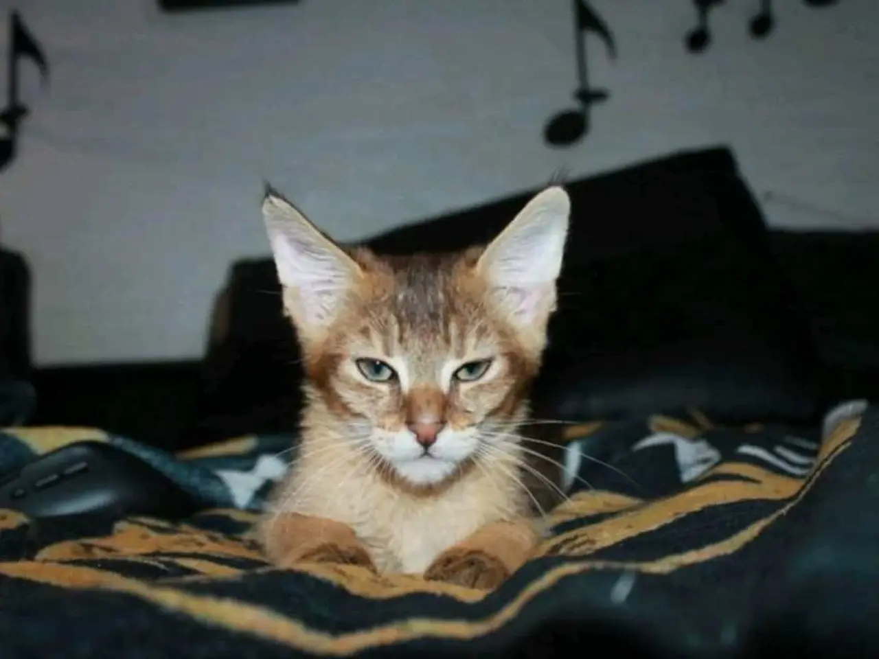 Billede 4 - Charmende Chausie-kilinger