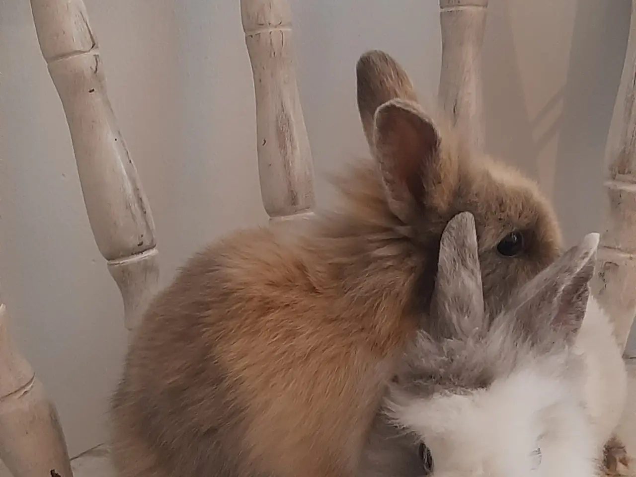 Billede 5 - (1200kr for 2)8 Unge kaniner🐰🐇 forskellige racer