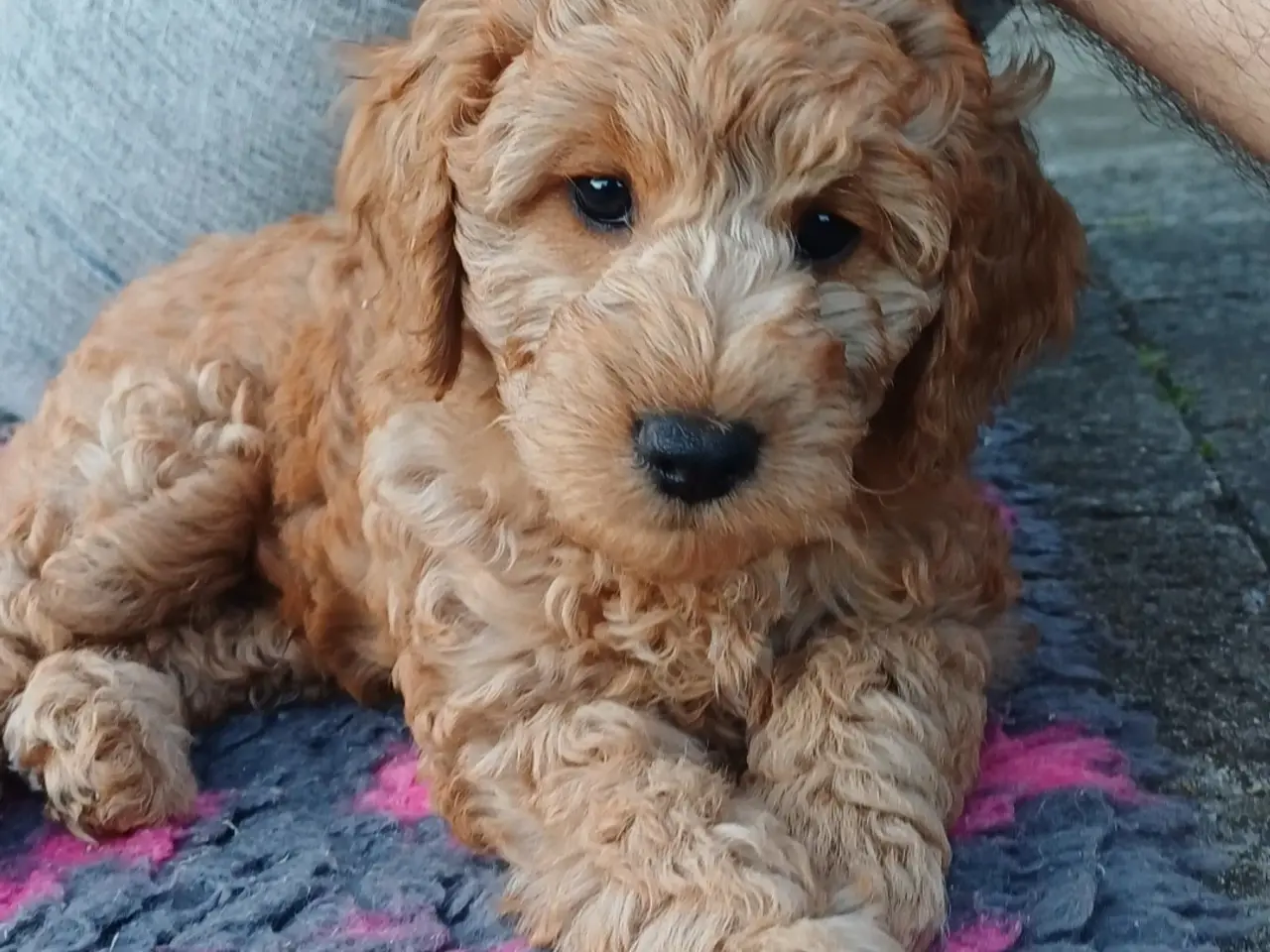Billede 10 - Cockapoo hvalpe