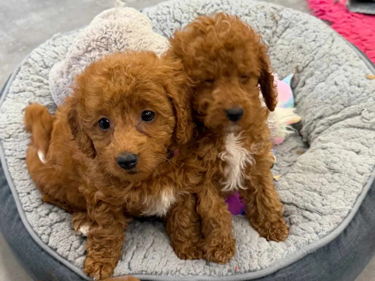 Billede 2 - 🐶☀️ Skønne Cavapoo-hvalpe søger deres kommende fa
