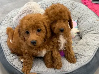 🐶☀️ Skønne Cavapoo-hvalpe søger deres kommende fa