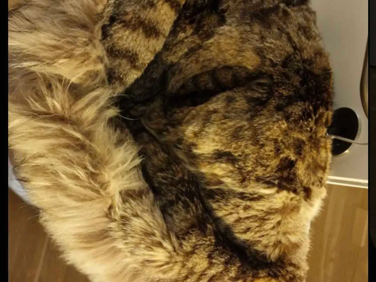 Billede 3 - Parajumpers long bear jakke