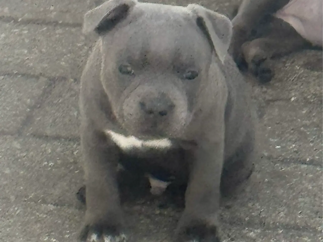 Billede 1 - Staffordshire Bull Terrier