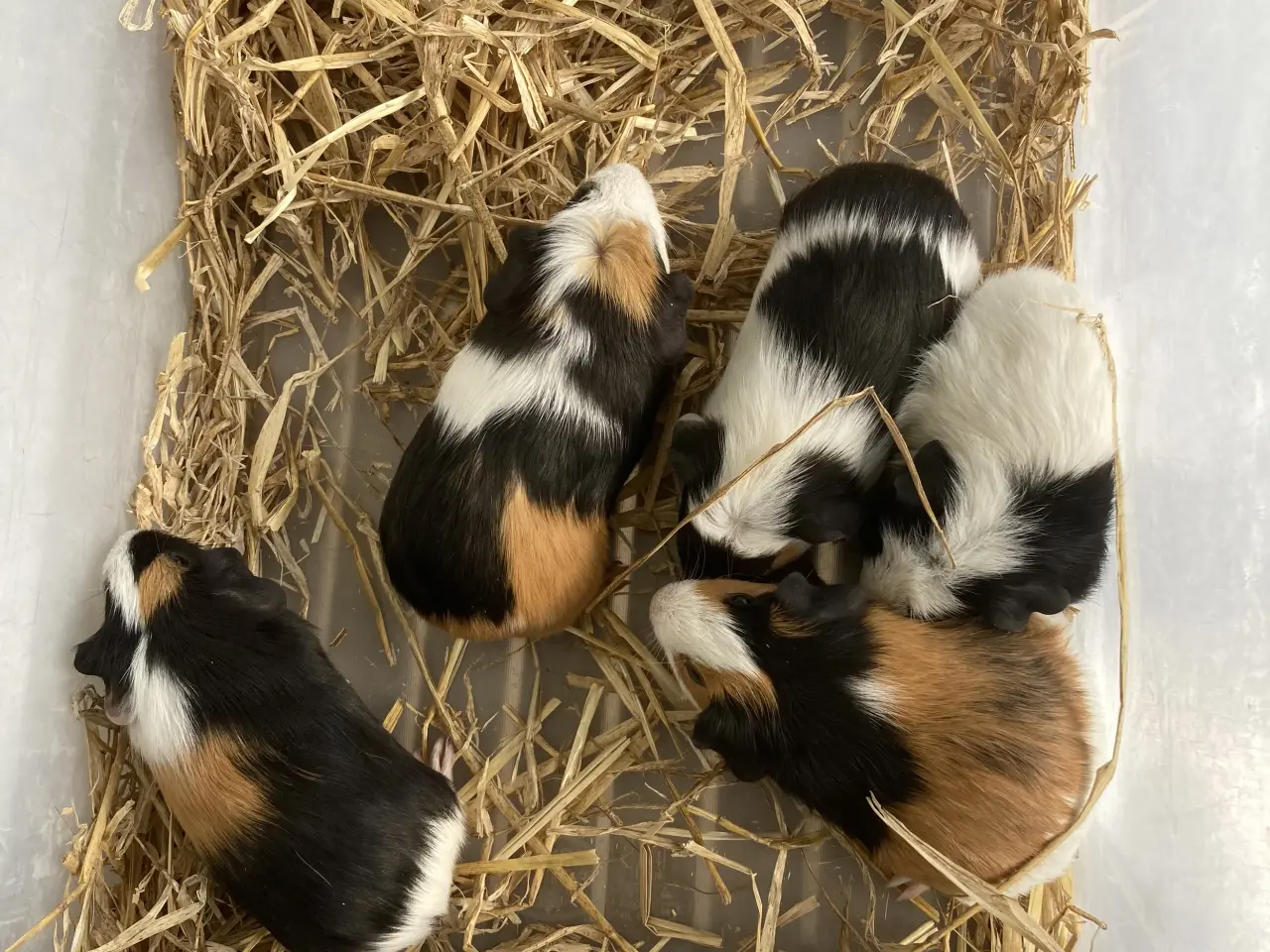 Billede 2 - Korthåret Marsvin unger 🐹