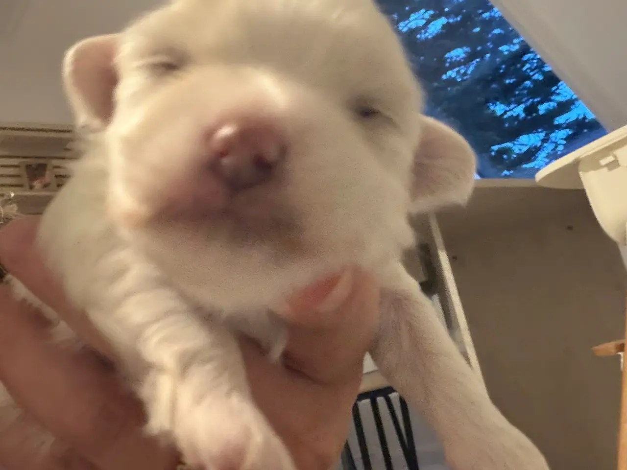 Billede 5 - Malteser hunde hvalpe